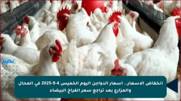 انخفاض الأسعار.. أسعار الدواجن اليوم الخميس 4-9-2025 في المحال والمزارع بعد تراجع سعر الفراخ البيضاء
